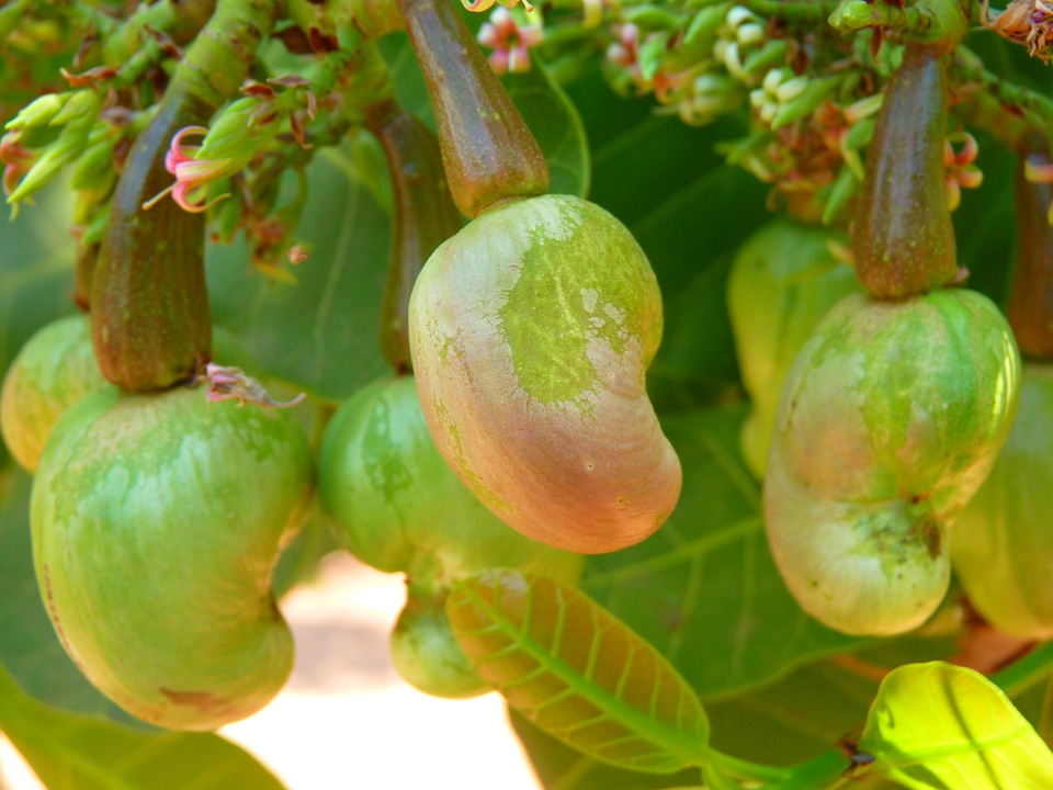 Cashew cores plant nut