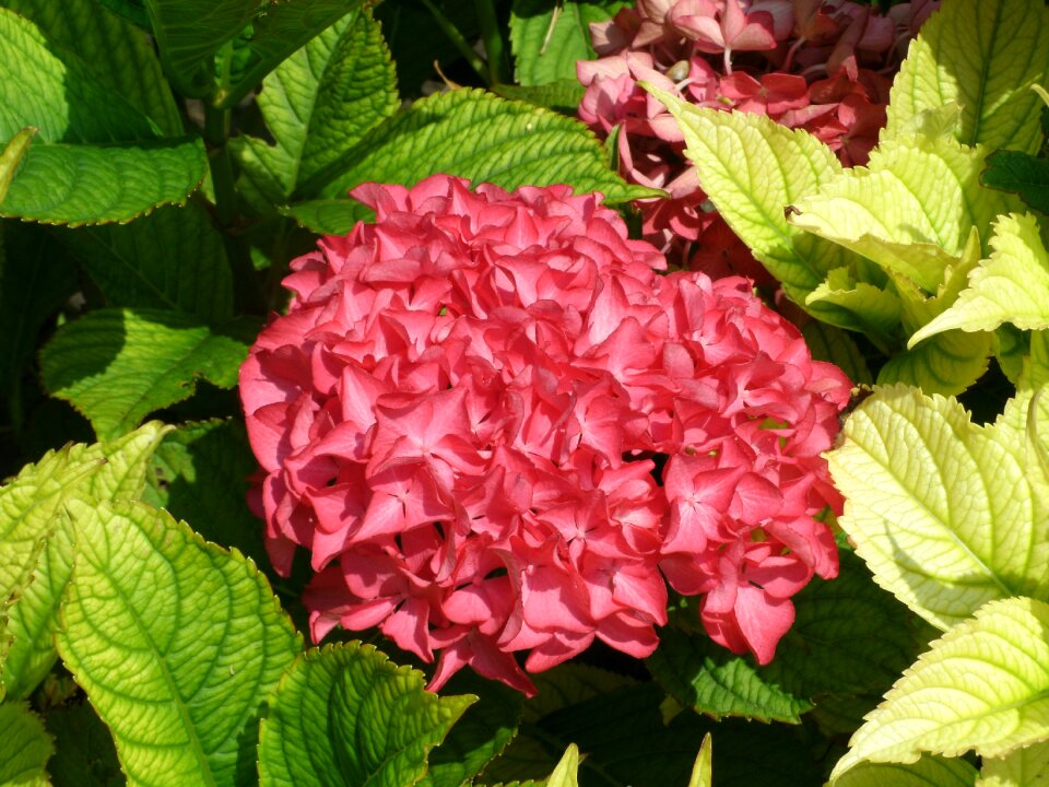 Flowers nature violet