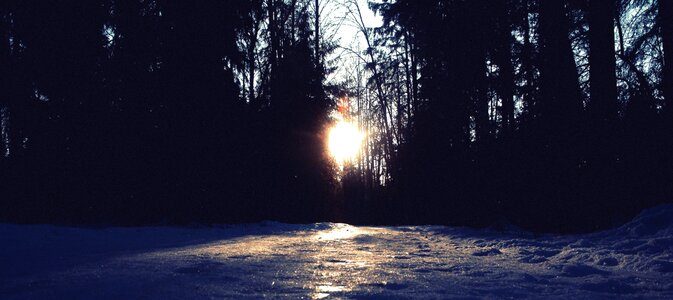 Cold landscape trees