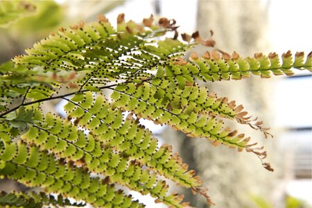 Green leaves