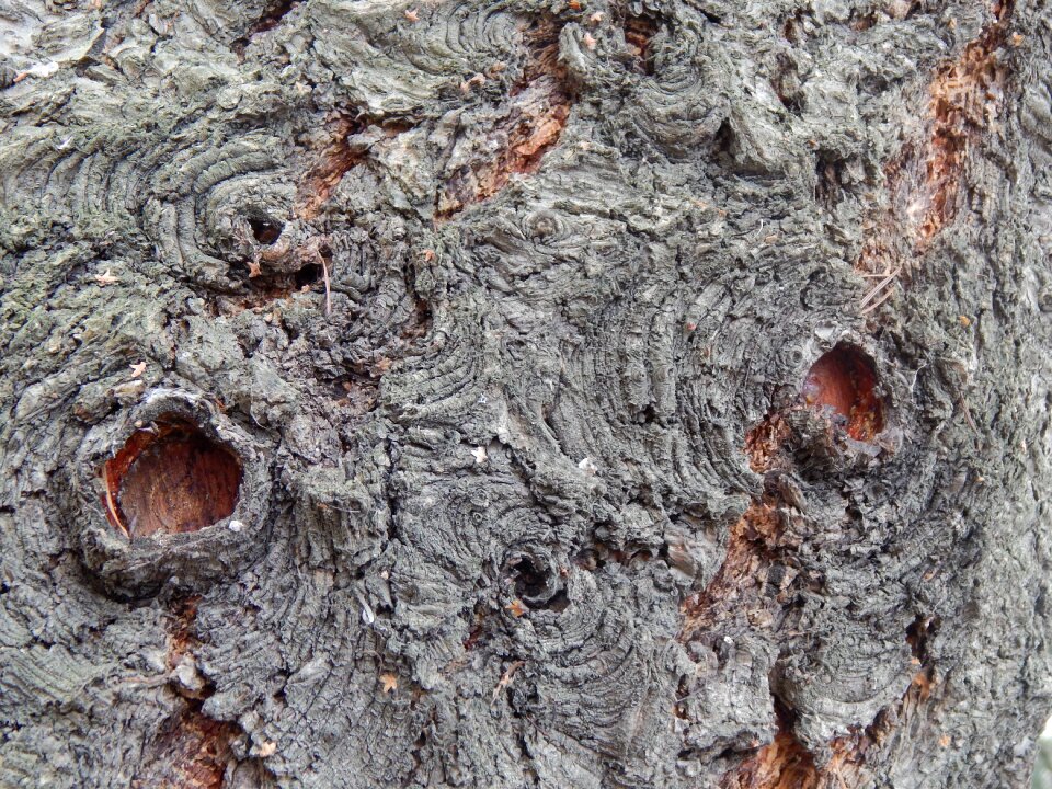 Holes tree spring