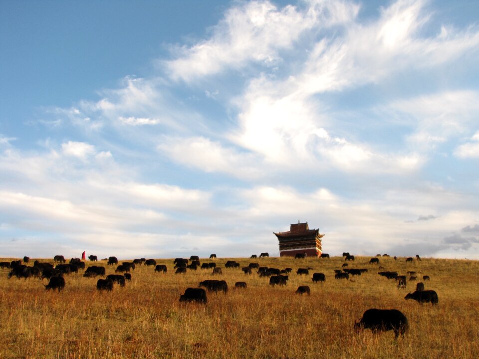 Blue sky herd artistic conception