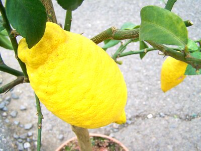 Citron lemon fruit