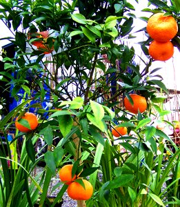 Mandarine mandarin harvest fruit