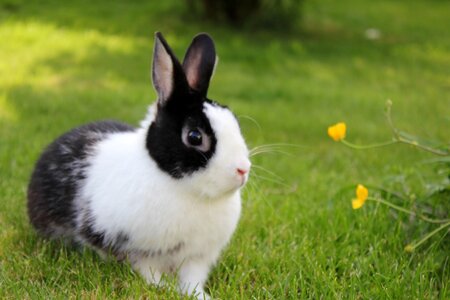 Garden rabbit grass