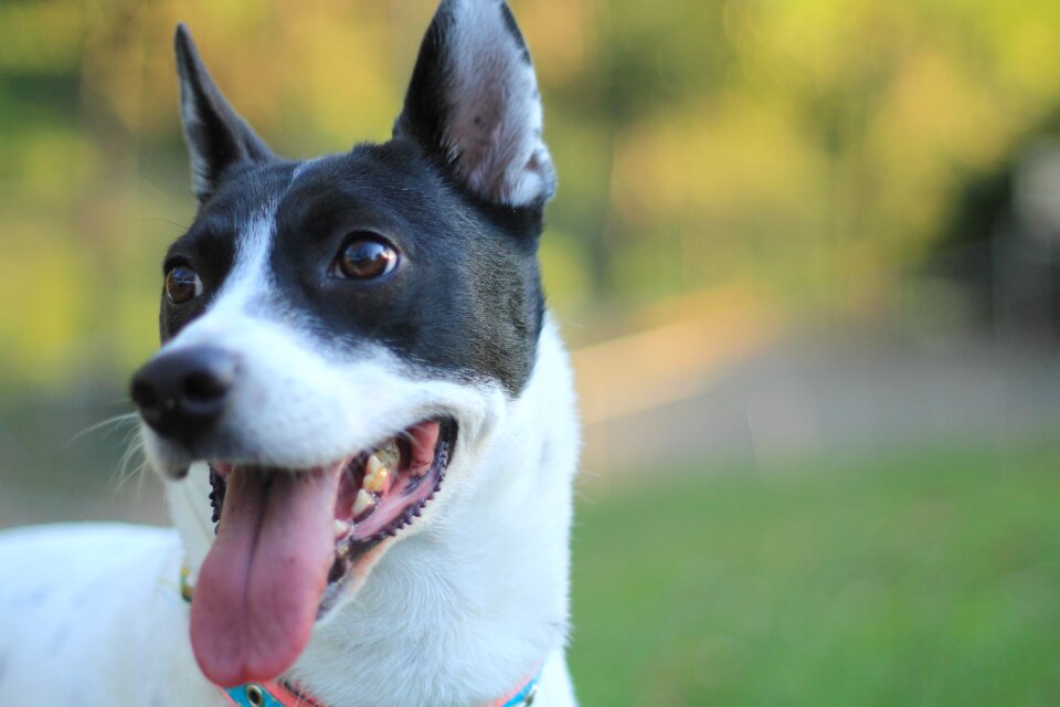 Dog creole canine photo