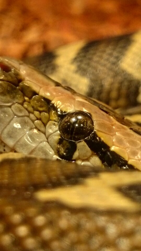 Snakes burmese python