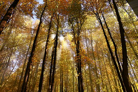 Sunlight tree