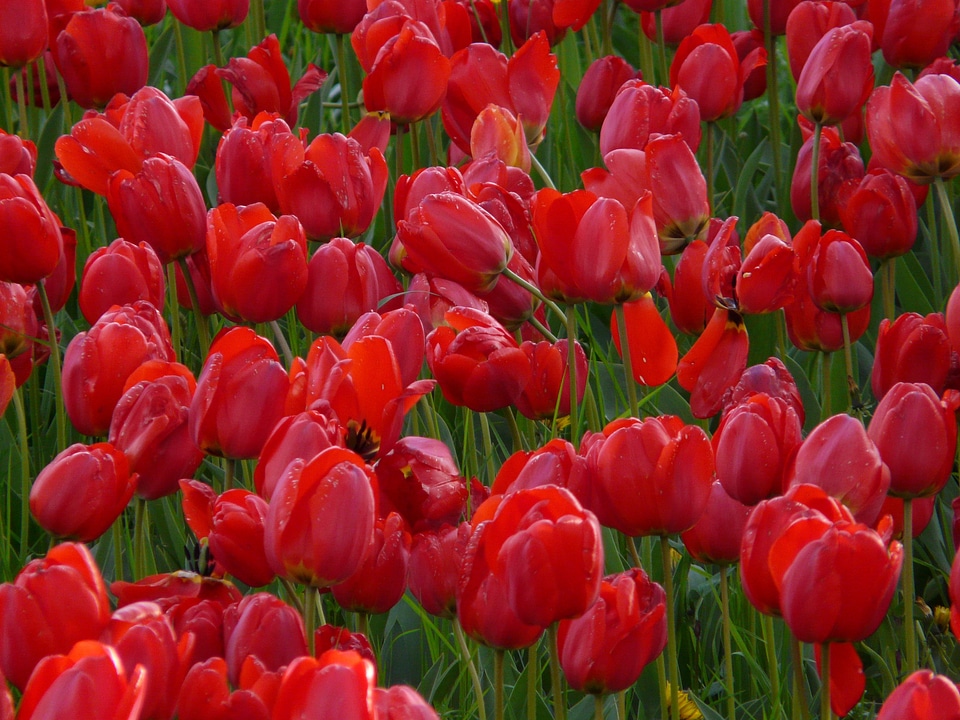 Closed to tulpenbluete