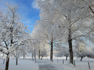 Cold wintertime trees photo
