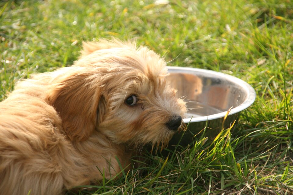Pathetic water drinking