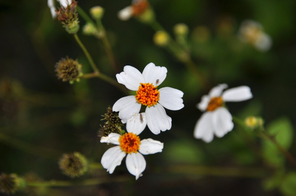Flowers three flowers white
