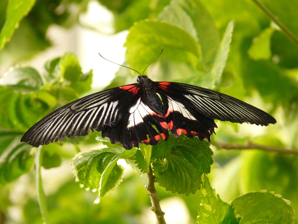 Swallowtail butterflies papilionidae papilio