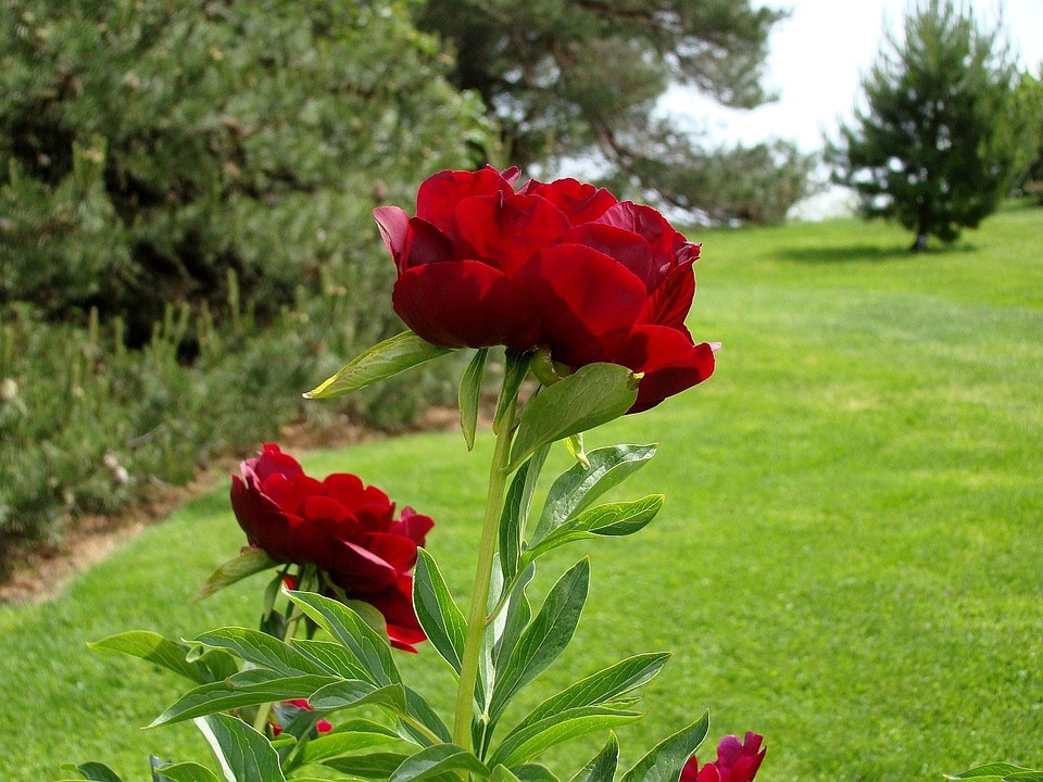 Country garden tree