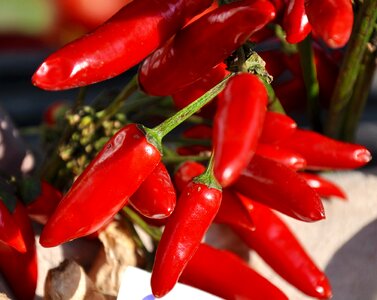 Vegetables red peppers food