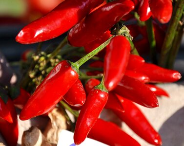 Vegetables red peppers food photo