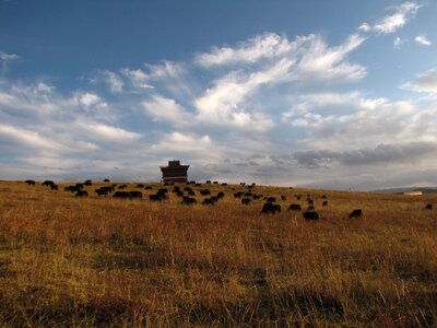 Herd distance landscape