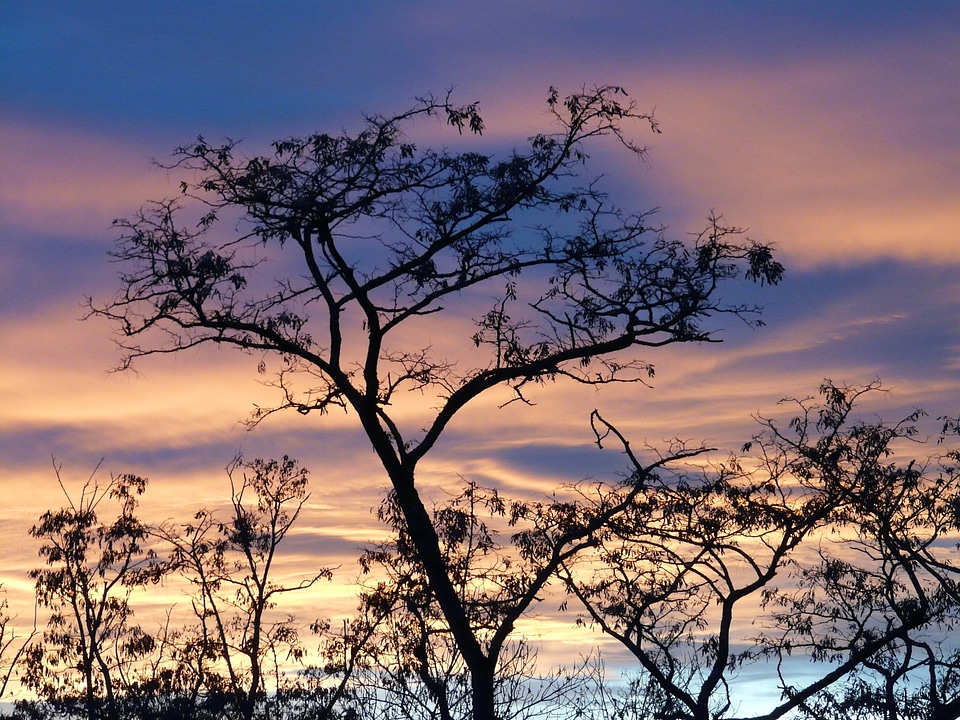 Afterglow tree abendstimmung