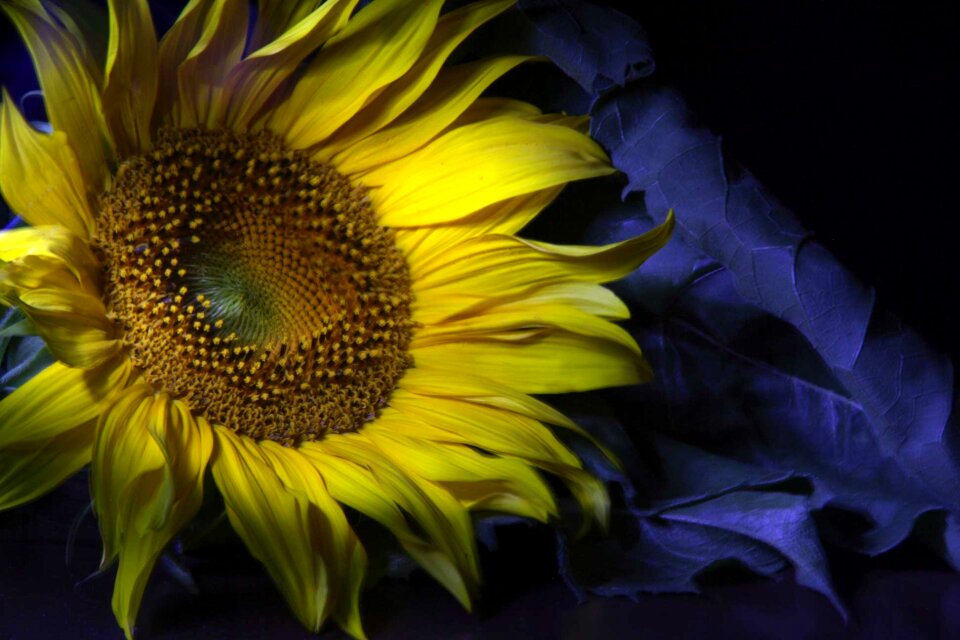 Shadow flower