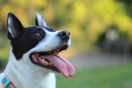 Dog creole canine photo
