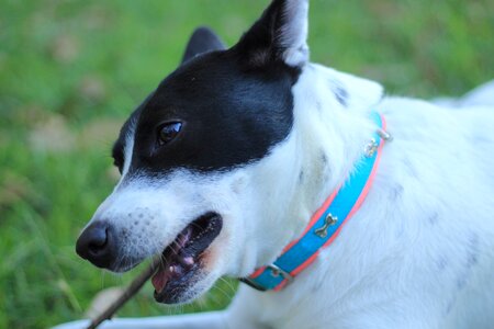 Creole canine game photo