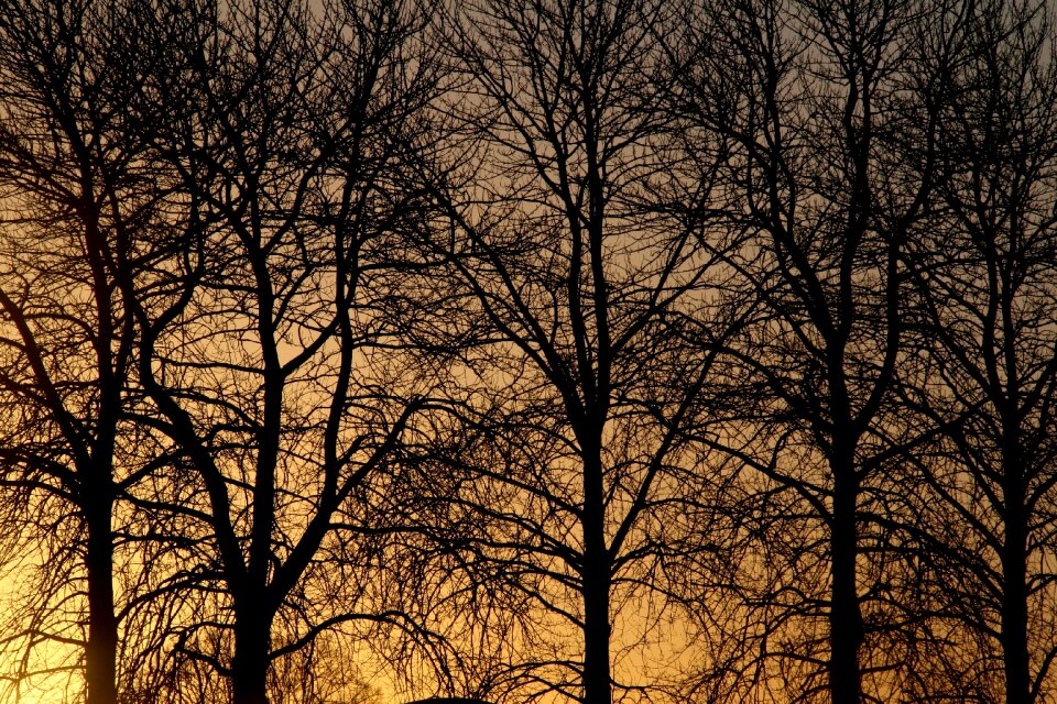 Nature silhouette light