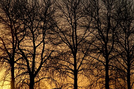 Nature silhouette light
