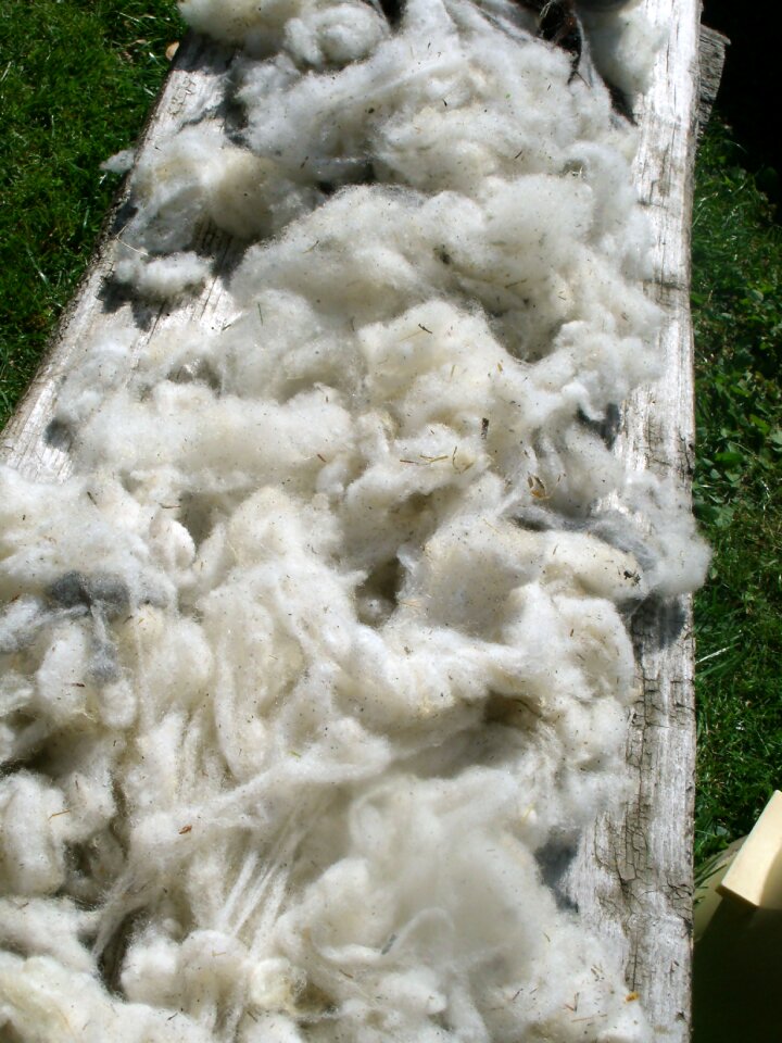 Washed nature wool sheep