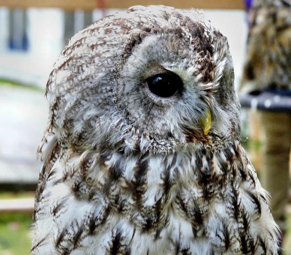 Rarely animal plumage