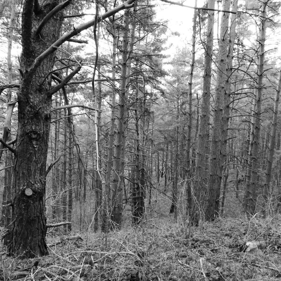 Kahl trist black and white