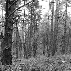 Kahl trist black and white