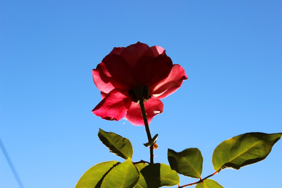 Nature red day