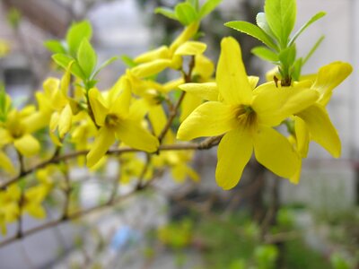 Forsythia yellow flower flower tree photo
