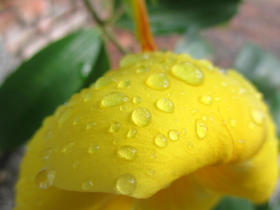 Drops flowers petal
