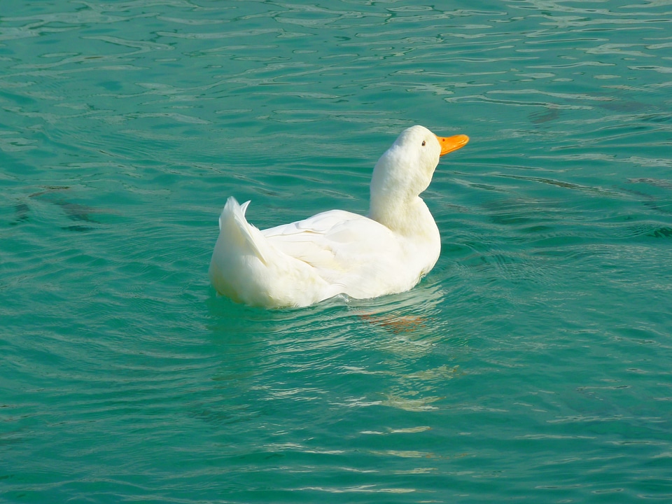 Ducks animal water