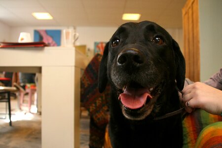 Pet animal dogs