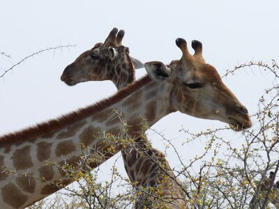 Giraffes etosha namibia