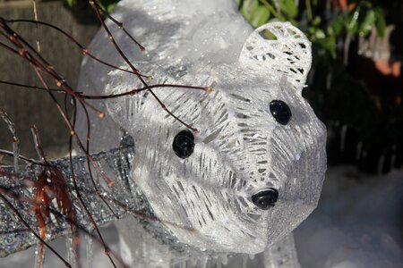 Winter bear