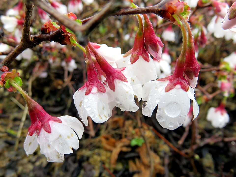 White prunus spring