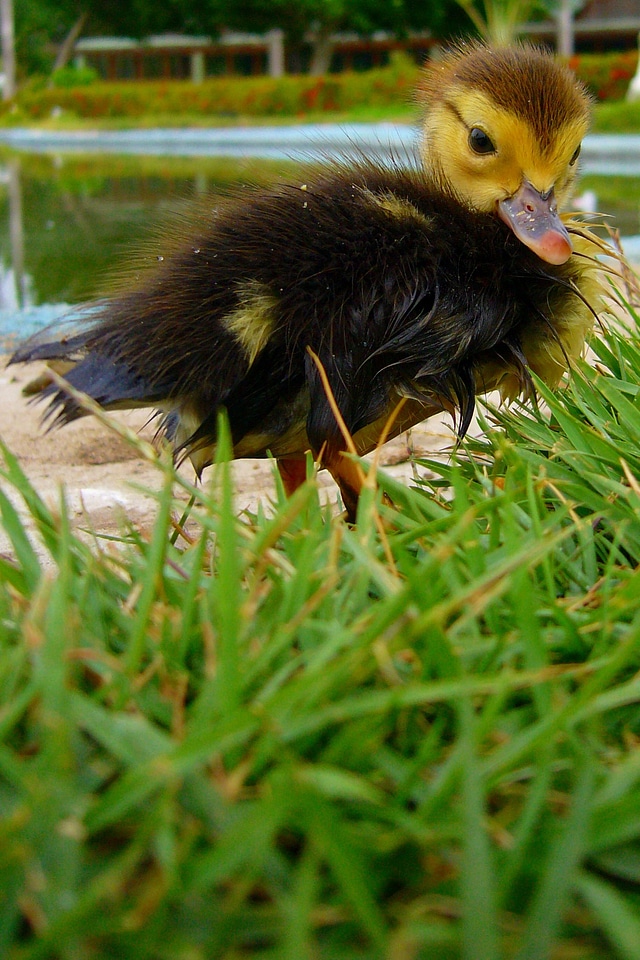 Farm duck water