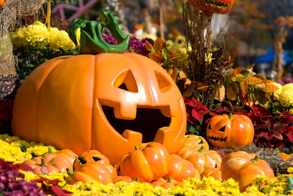 Halloween flowers plants