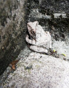 Treefrog frog protective coloration