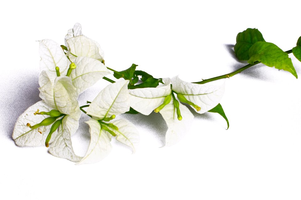 White flower nature flowers