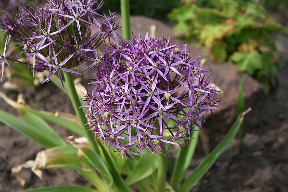 Stunning garden plants