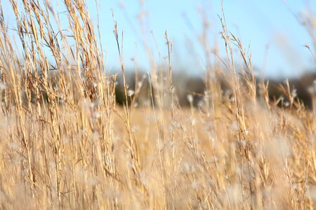 Crop landscape golden