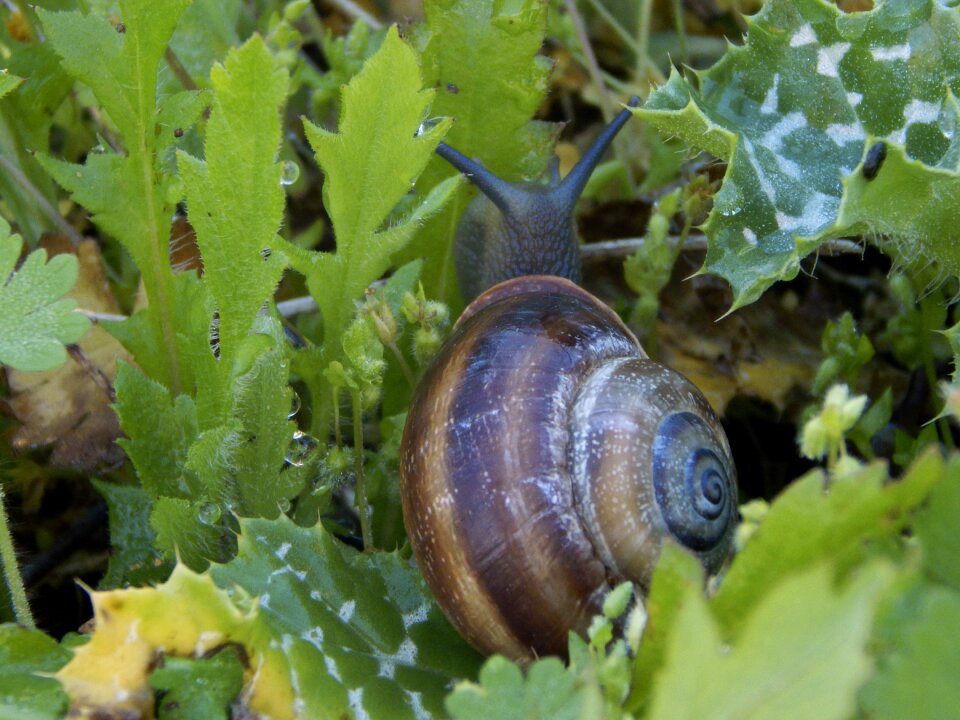 Shell hermaphrodite plants