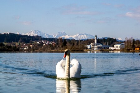 Lake water bird nature