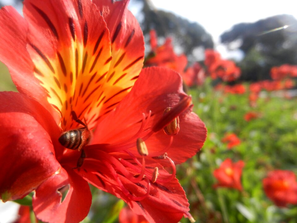 Flowers insect nectar