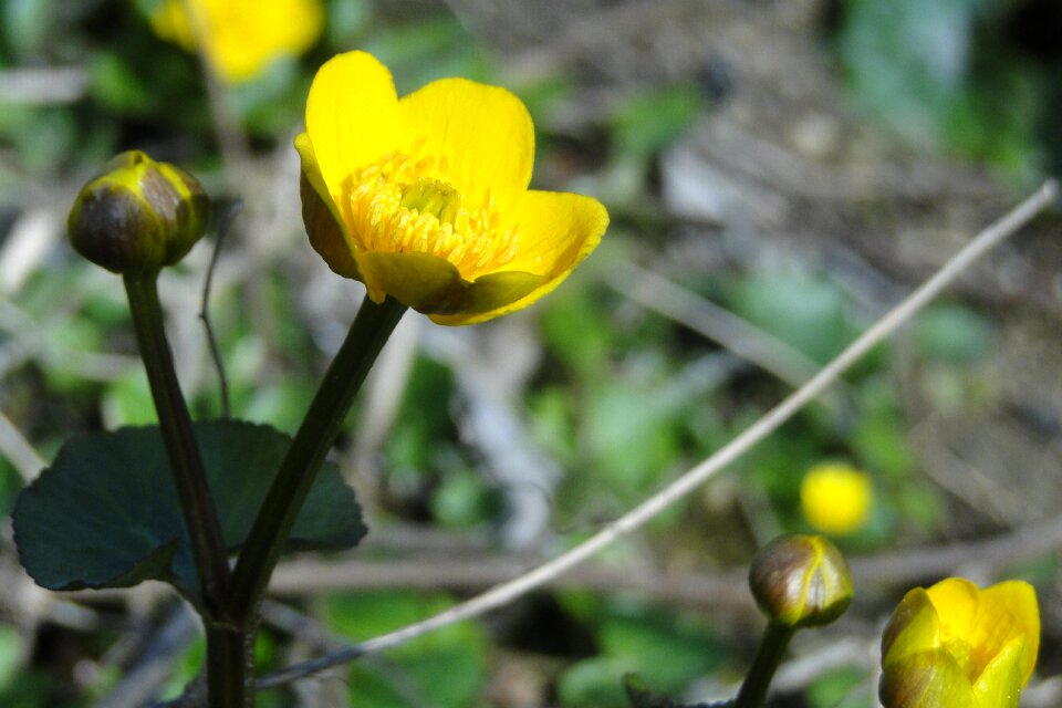 Plant blossom bloom