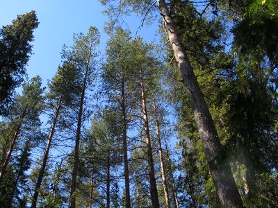 Pine trees pine forest timber forest photo